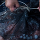 So this is a wild octopus being caught. Still sad. Sigh.